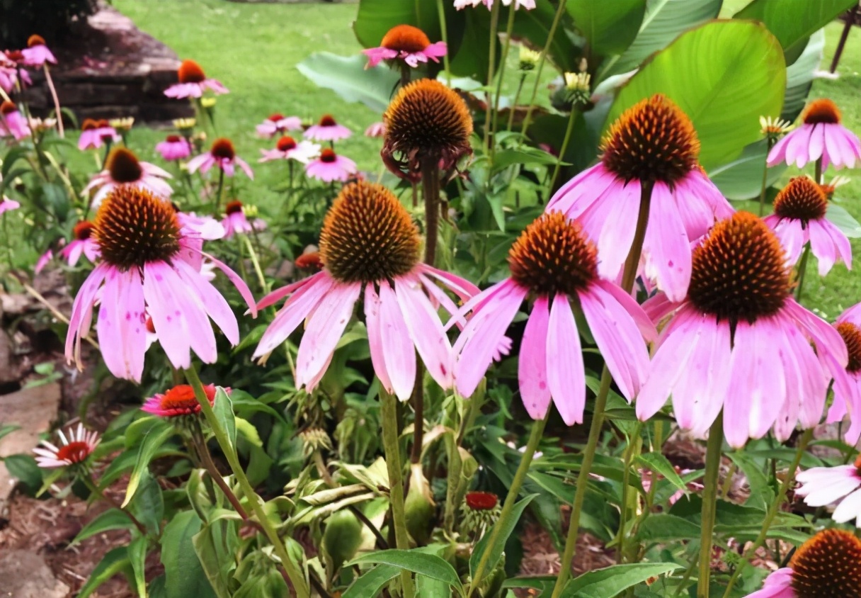 4种花深受花友喜欢,4种花超爱开花好养漂亮