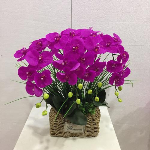 刚买回来的蝴蝶兰怎样养护,刚换盆的蝴蝶兰怎样养护