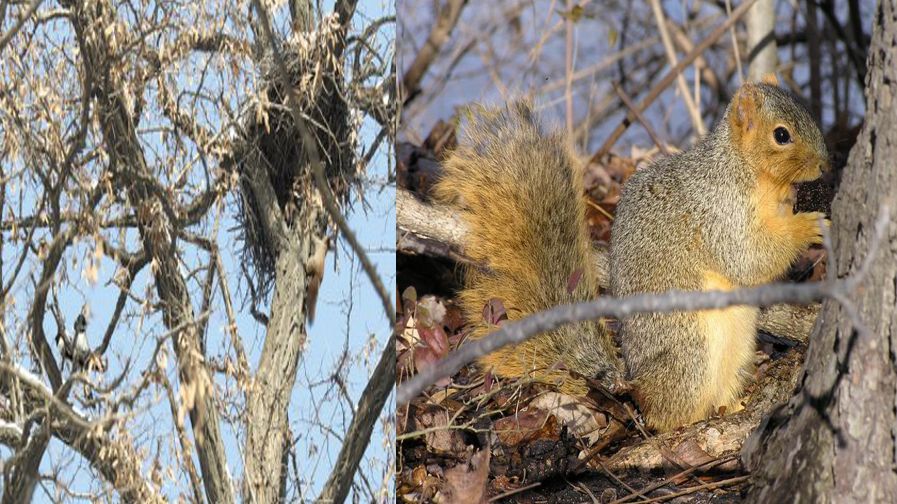 五年级语文第17课松鼠讲解,五年级上册第17课松鼠教材详解