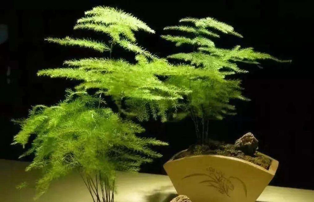 文竹叶片总发黄？做好这几点，轻松解决问题