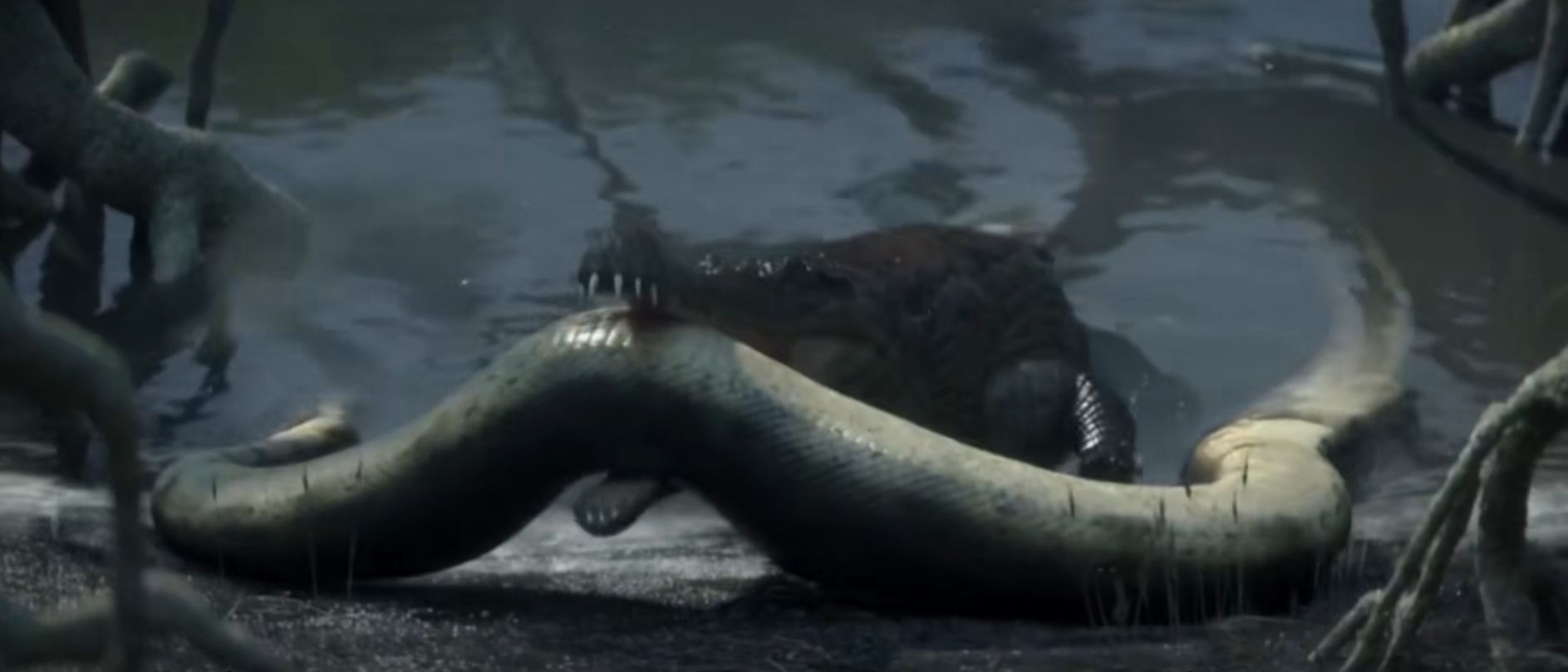 巨蛇恐怖视频真实,巨蛇的恐怖秘密