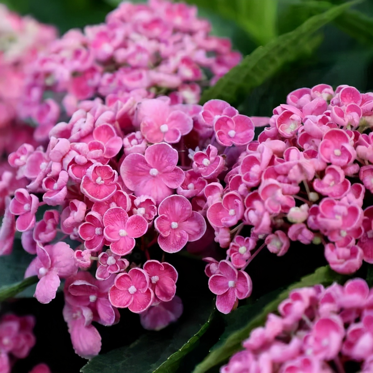 春季绣球叶子发皱怎么回事,夏季绣球老叶子都干枯怎么处理