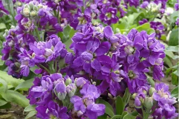 好书推荐快来领取你的宝藏书单,100种百花图谱大全