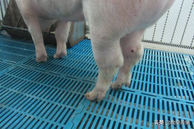 猪细菌感染的最佳治疗方法,给猪用抗生素有哪些