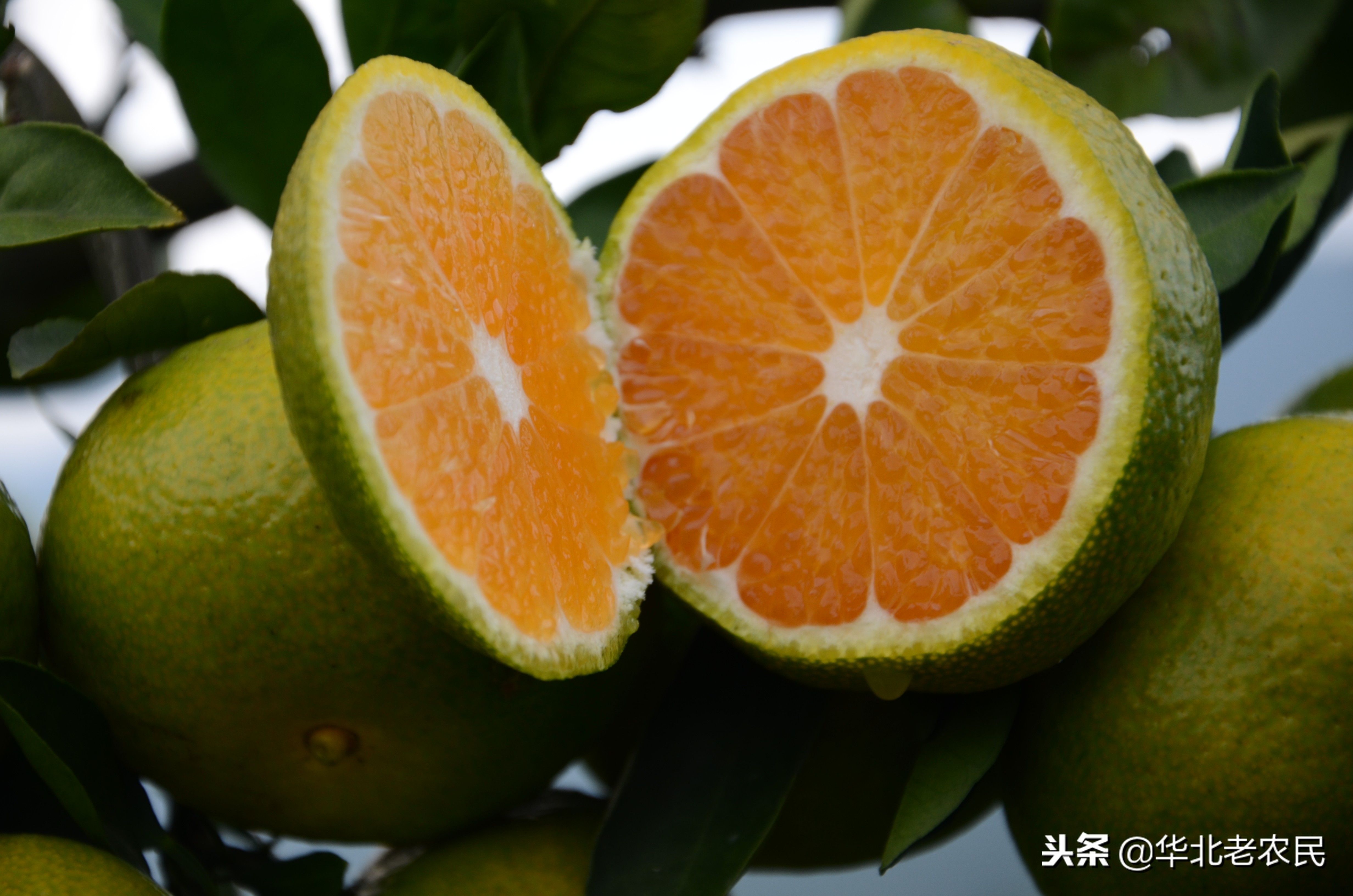 网友:你不要动,我去扛棵橘子树为什么扛的不是梨树,苹果树