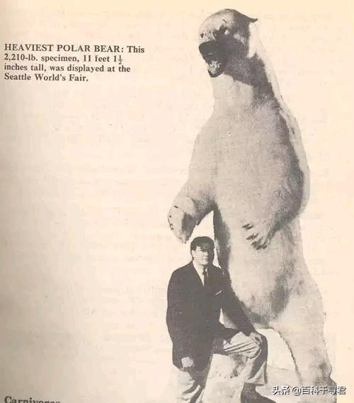 棕熊vs北极熊哪个厉害,北极熊vs棕熊一只棕熊得了白化病