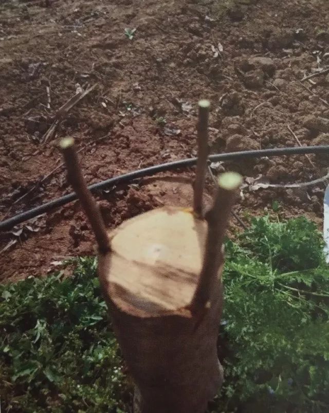 老苹果树嫁接改造视频,苹果树老树最新改造方案