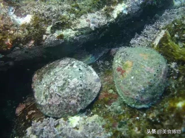 鲍鱼大全，带你认知全世界的鲍鱼（下）