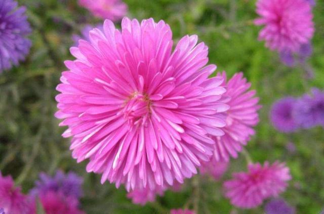 盆栽翠菊花的养殖方法,花卉翠兰盆栽怎么养护