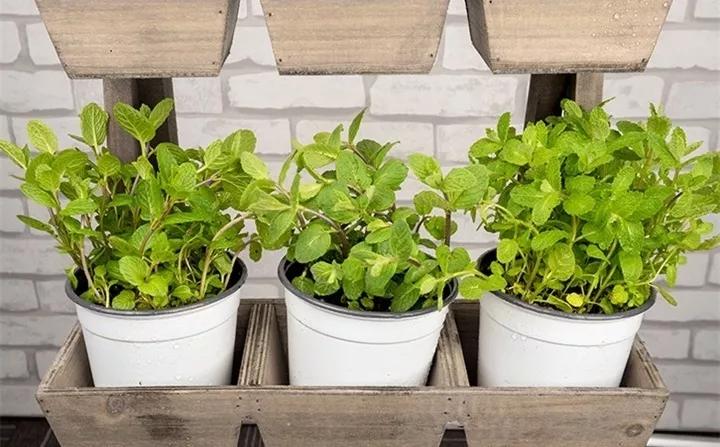 刚买的花，发蔫落苞加黄叶！为什么呢？多半是放错了位置