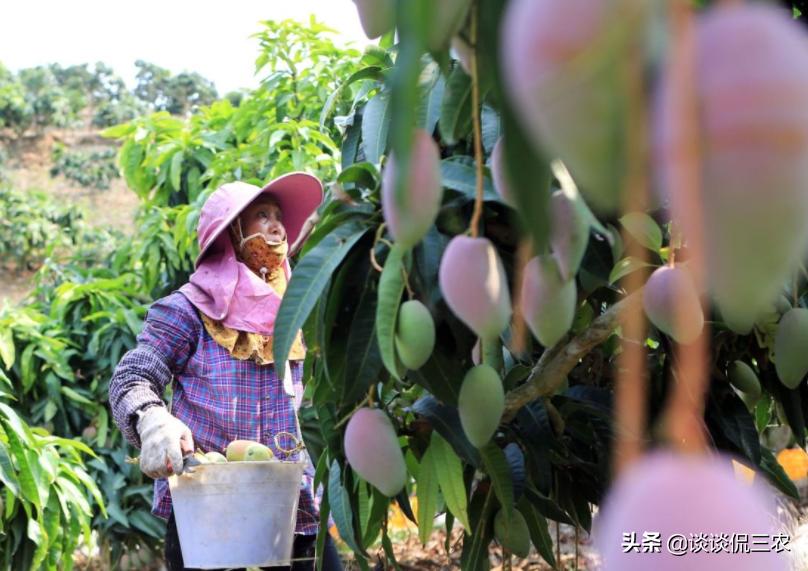 芒果怎么买才正确,怎么购买芒果最好