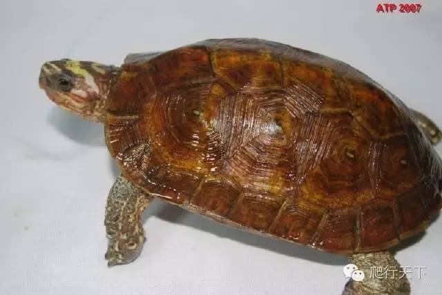 卢比达山龟介绍,卢比达山龟保护级别