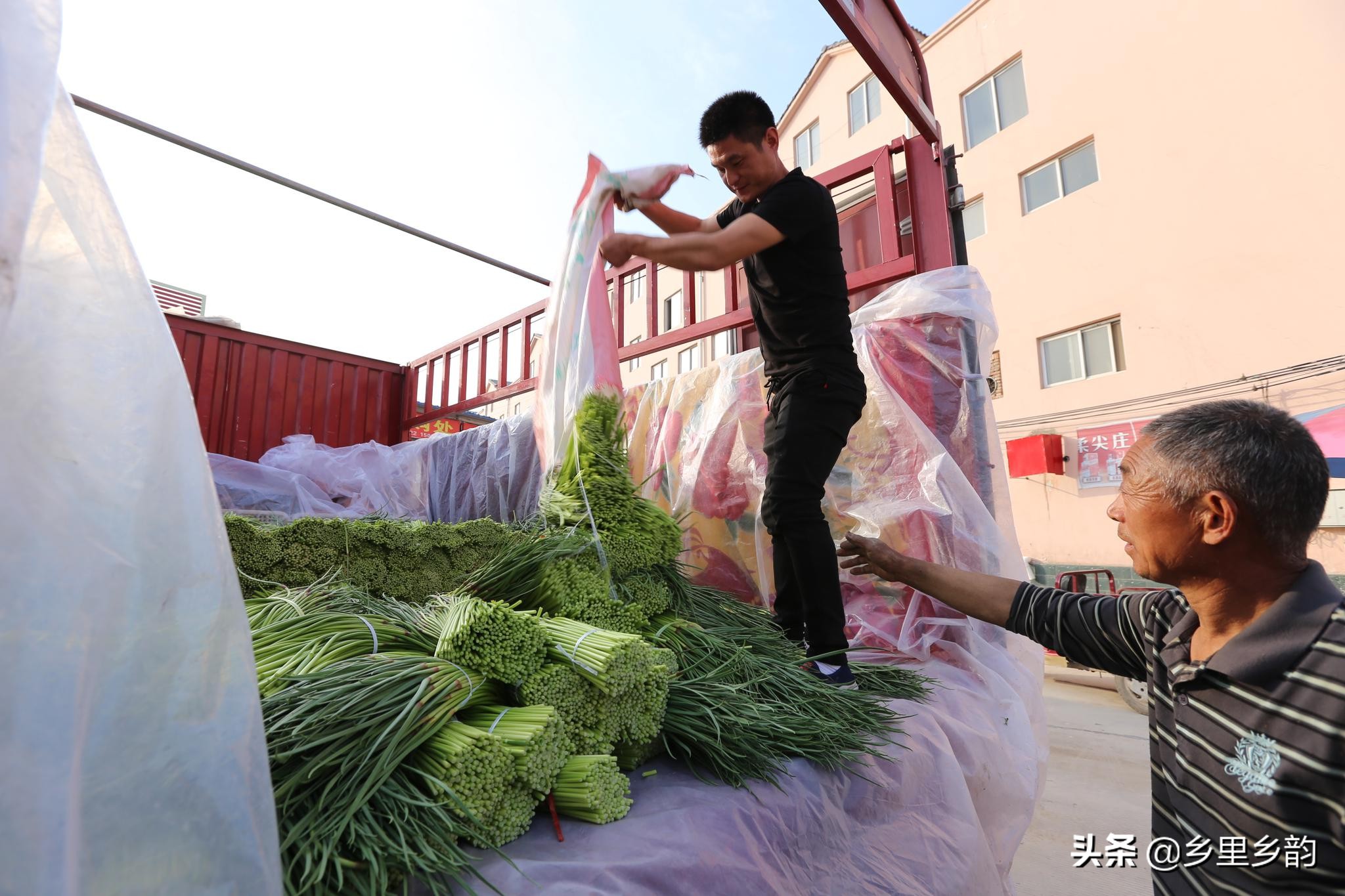 2023年大蒜蒜薹最新行情,今年蒜薹行情怎么样啊