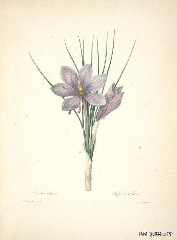 插画风简单的花手绘图片,唯美手绘田园插画图片大全