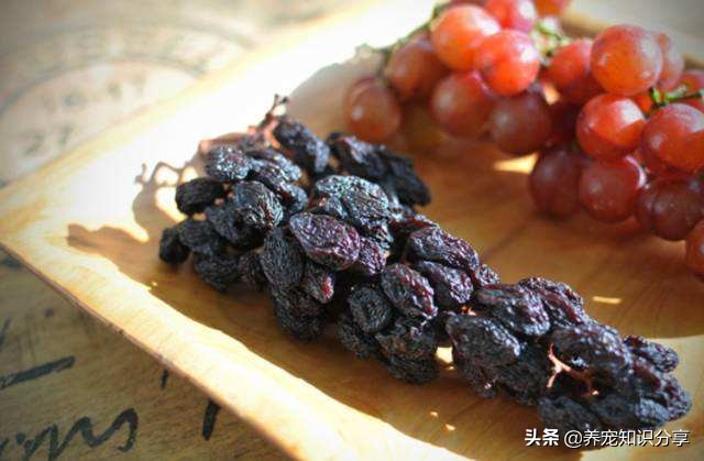 哪些水果狗狗吃了不上火,哪些水果狗狗不能吃