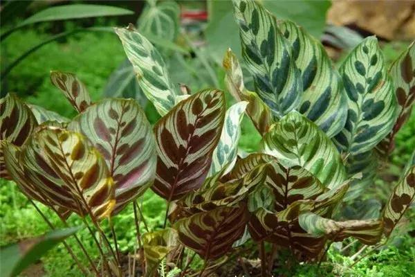 水培植物怎么养长得好,水培植物方法和注意事项有哪些呢