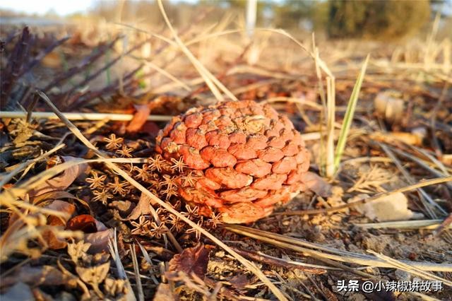 故事：朱迪问朵拉为什么选择哈登，朵拉的回答，使朱迪感动不已