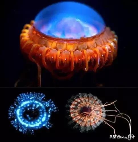 致命的60种动物,这100种动物你都认识吗