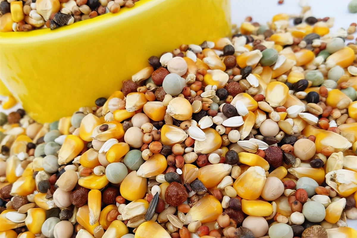 养宠经验虎皮鹦鹉拉稀吃什么药,手养鹦鹉拉稀怎么解决