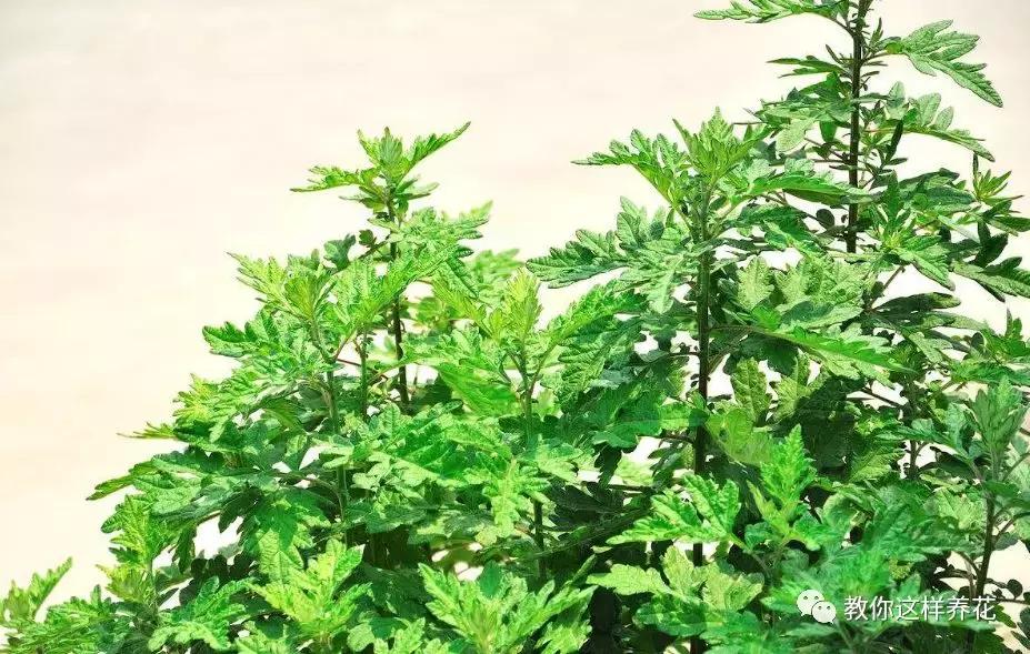 屋里阴冷适合养什么花,密封房间养什么花去味