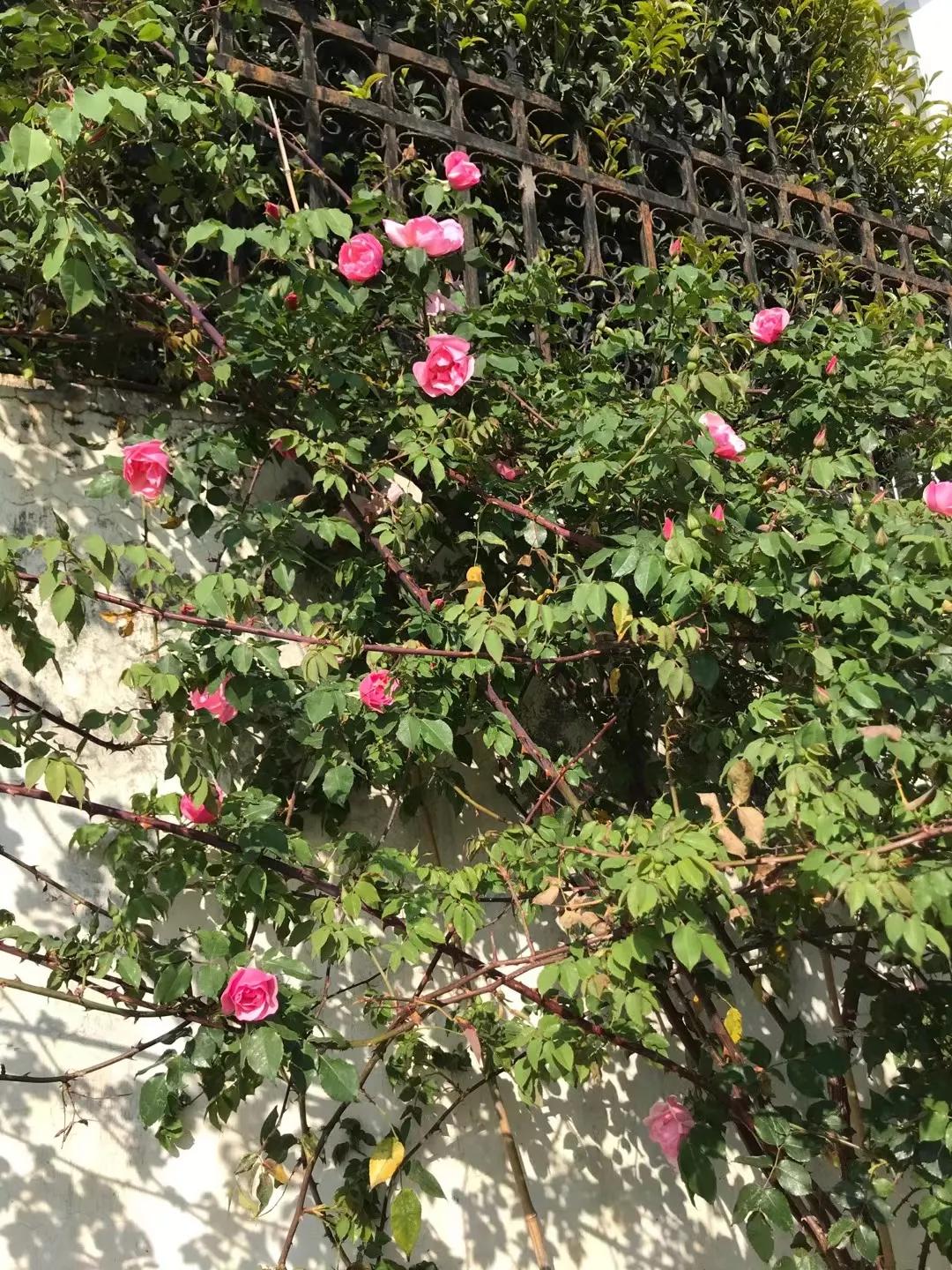 大理洱海风花雪月的故事,游大理阅读理解