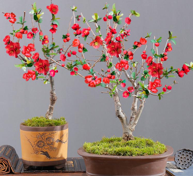 富贵花十种最吉利的花,哪些名花家里好养