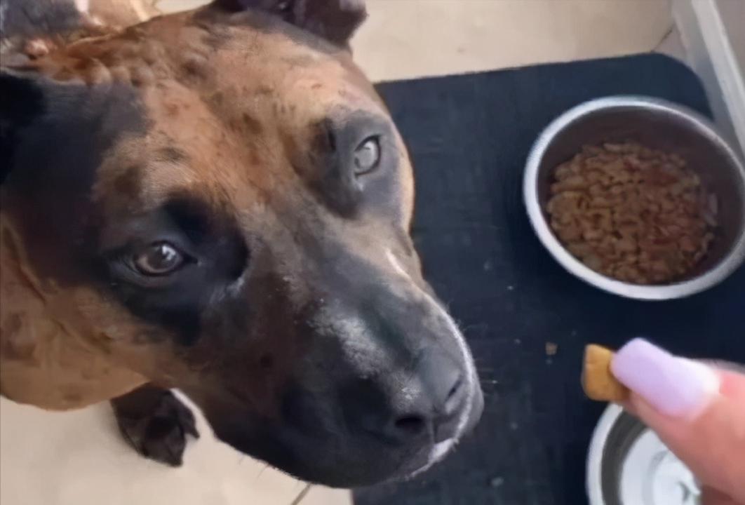 世界上六种猛犬排行榜,世界猛犬的前十名