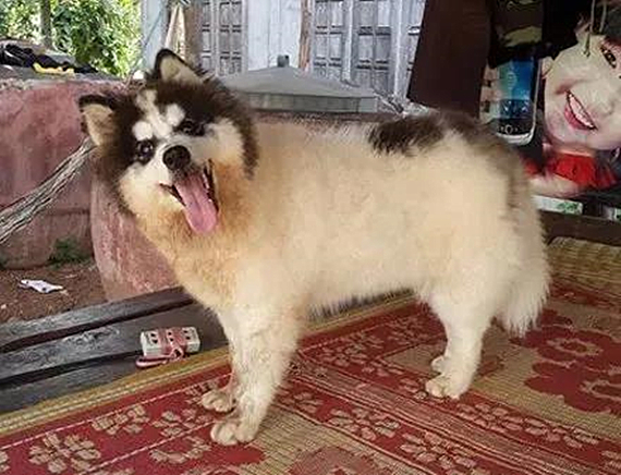 刚买回来的阿拉斯加怕人,刚买回来的阿拉斯加该怎么办