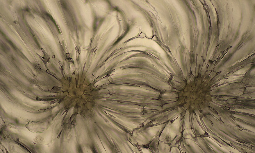 微观世界大自然,微观世界的神奇视频