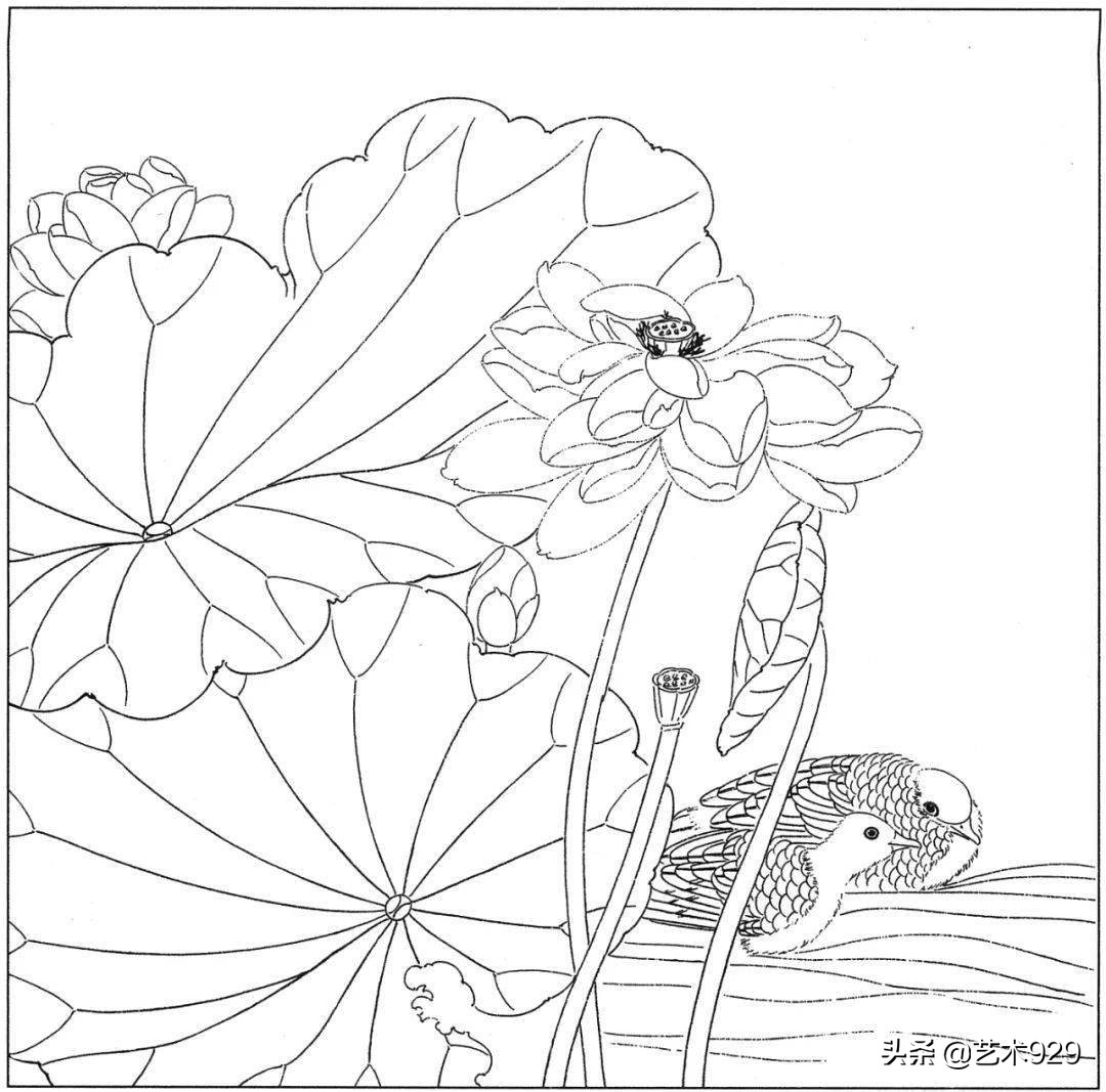 适合初学者的荷花白描画稿,荷花小品实用白描画稿