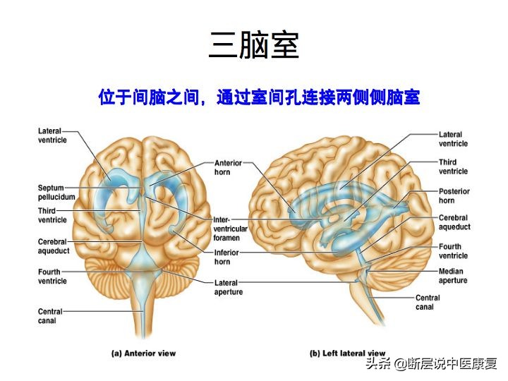 中枢神经系统断层解剖讲解,中枢神经3d解剖动画