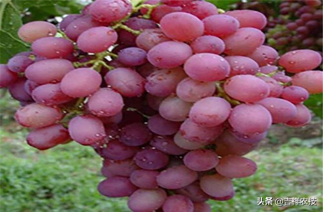 红提温室葡萄栽培技术视频,平架红提葡萄栽培技术