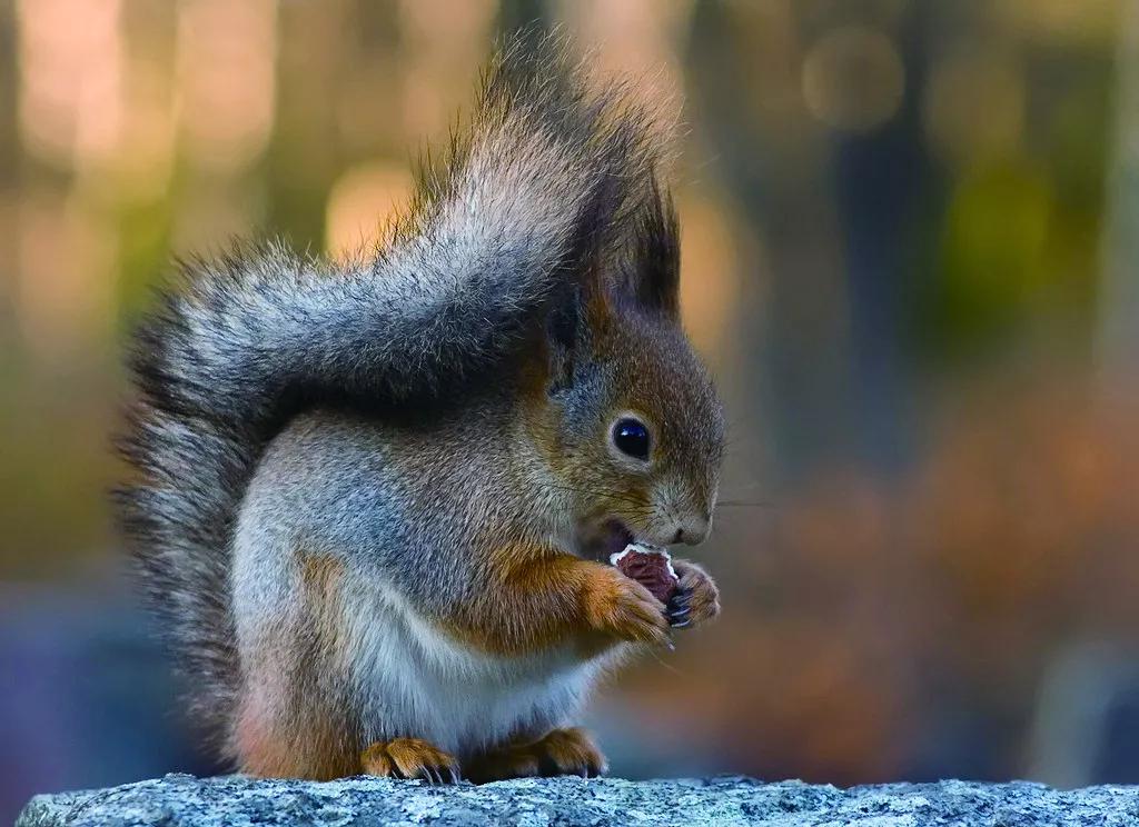 大尾巴鼠与松鼠的区别,大尾巴松鼠和小尾巴兔