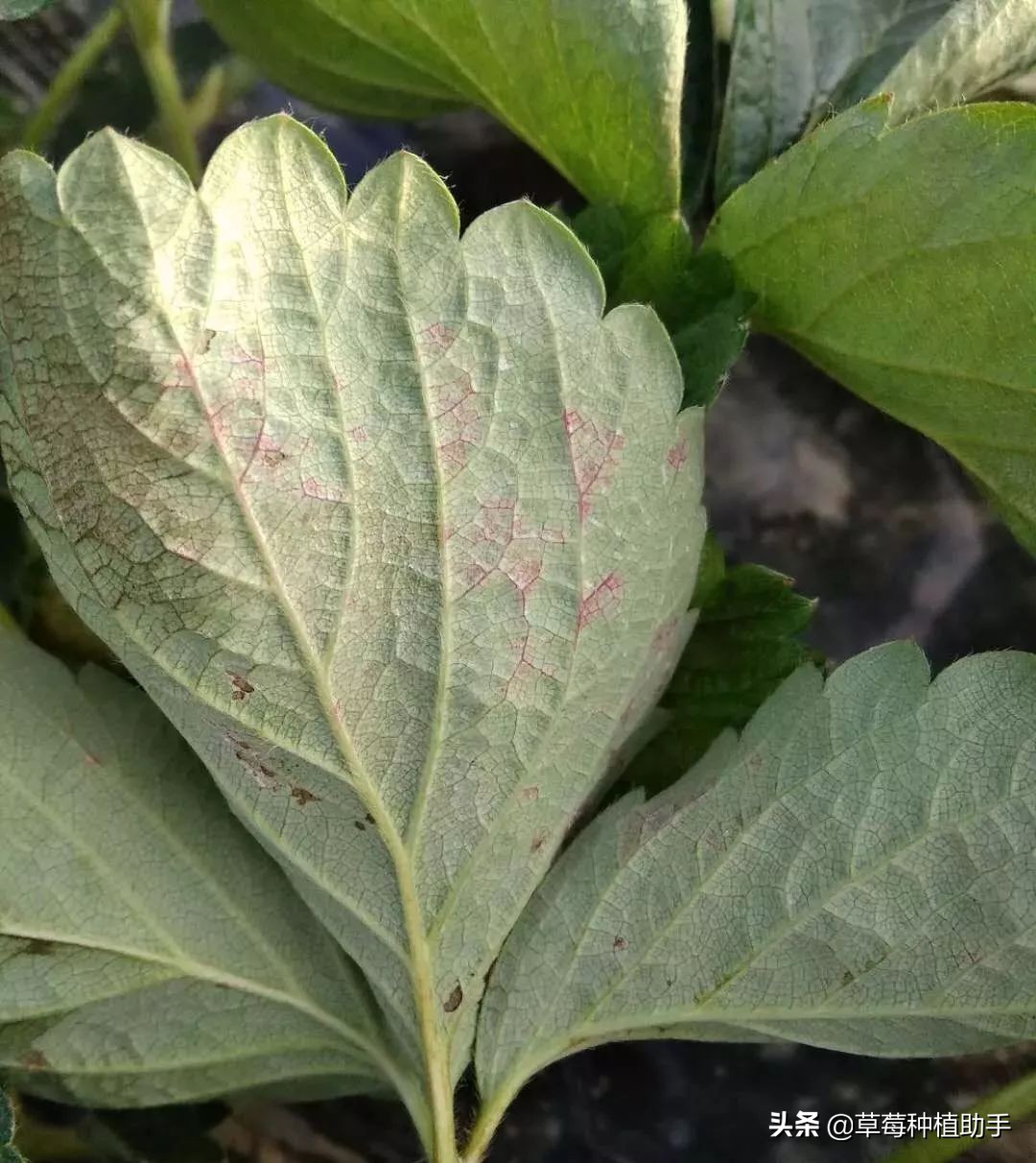 草莓出现了叶斑病怎么办,如何预防草莓叶斑病