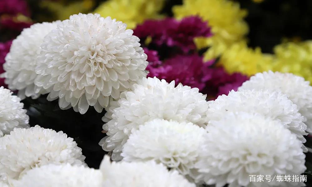 重阳节赏菊花的介绍,赏菊打卡好去处