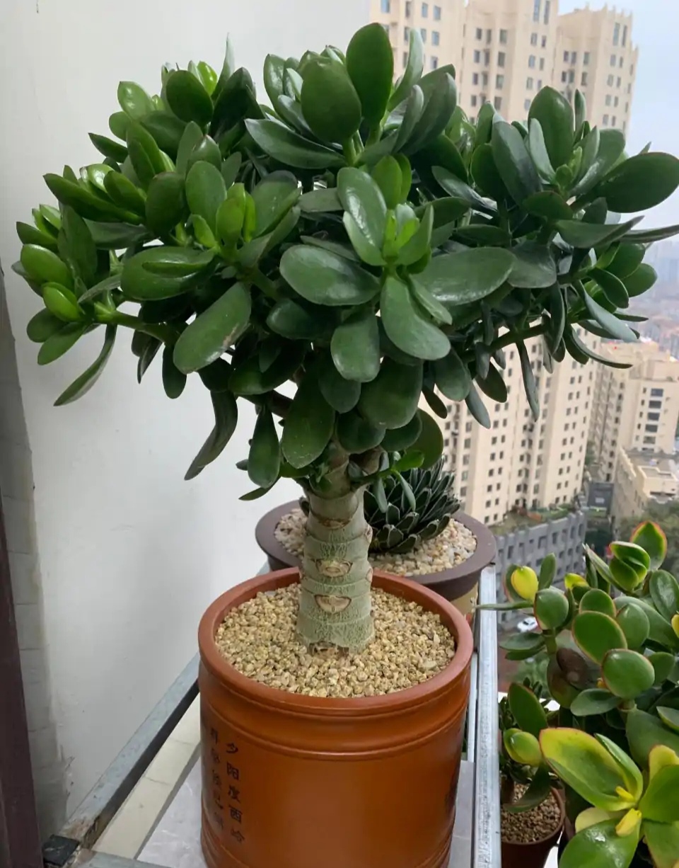 好养的盆栽花卉大全,人养花花