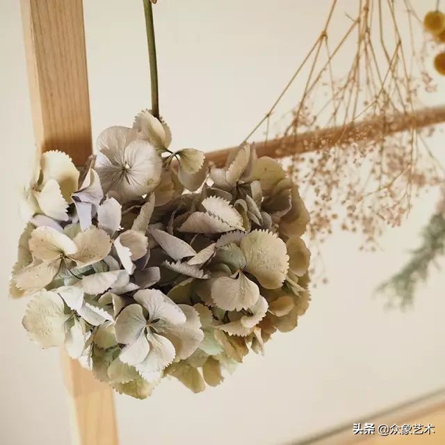 干花布置省钱,什么花适合做干花