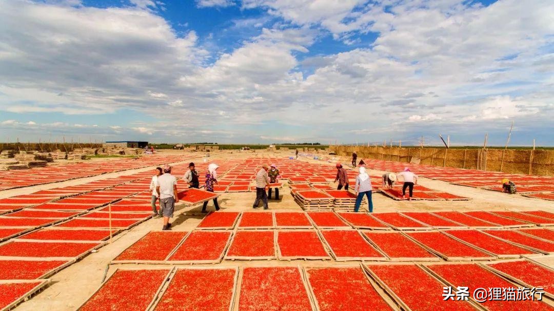 新疆的精河县,新疆精河枸杞乌鲁木齐