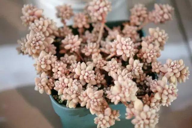 容易爆盆又好养的多肉你值得拥有,容易养好养活而且便宜的多肉