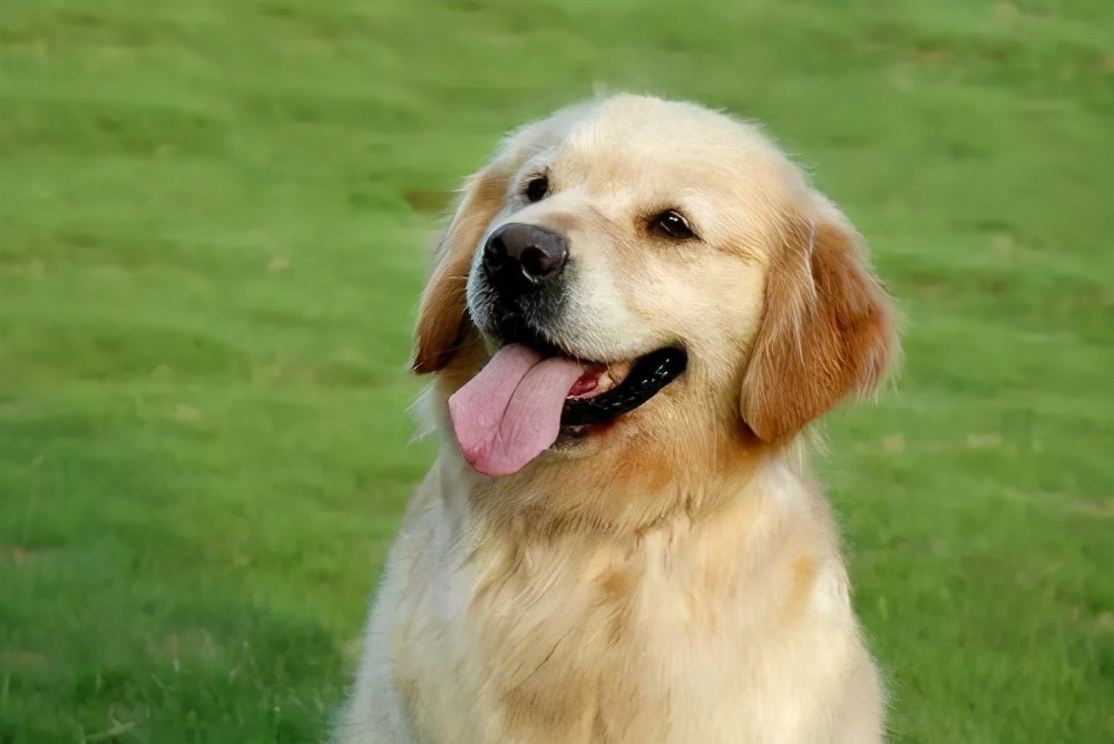 金毛比较调皮怎么办,小金毛调皮捣蛋怎么办