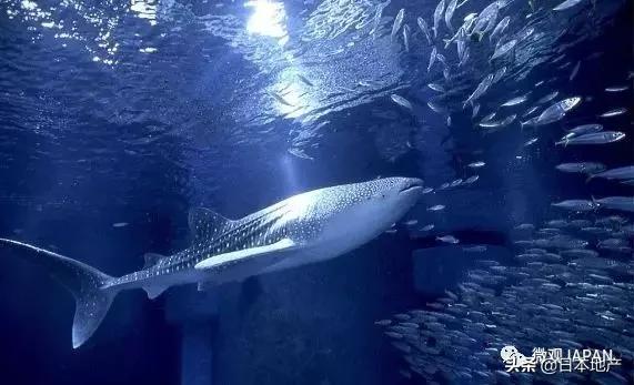 日本魅力无限,日本魅力观光区