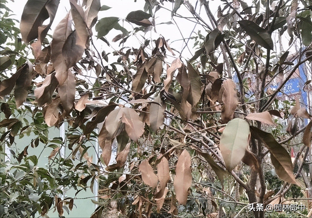 苗木受冻后注意事项,苗圃地苗木冻害防治措施