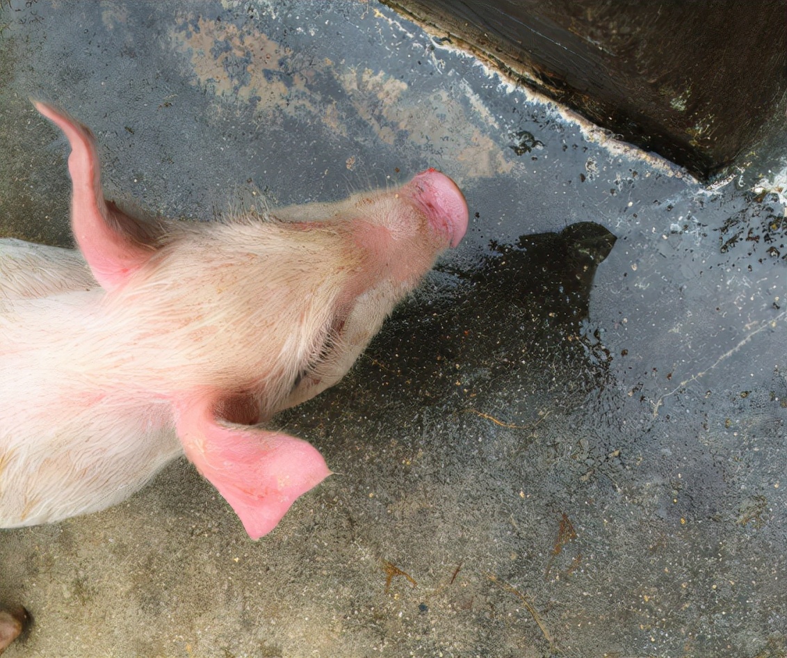 最近小猪不吃食怎么办,小猪不爱吃食怎么办