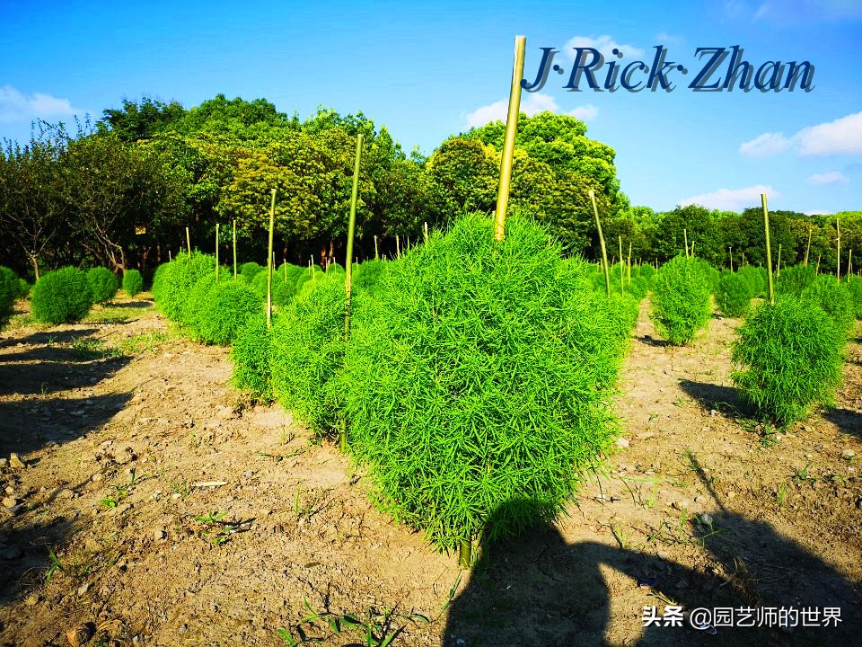 红色地肤草的种植方法,红地肤怎么养