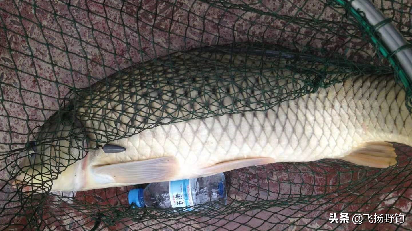 海竿钓鲢鳙翻板钩配多少克的铅块,海竿连接翻板钩为什么要用子弹铅