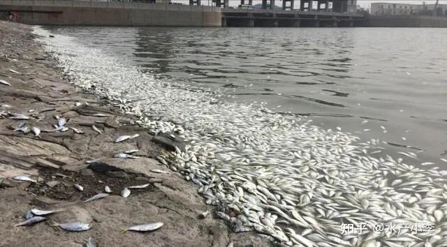 草鱼春季烂身怎么回事,鱼塘的草鱼烂身是什么病