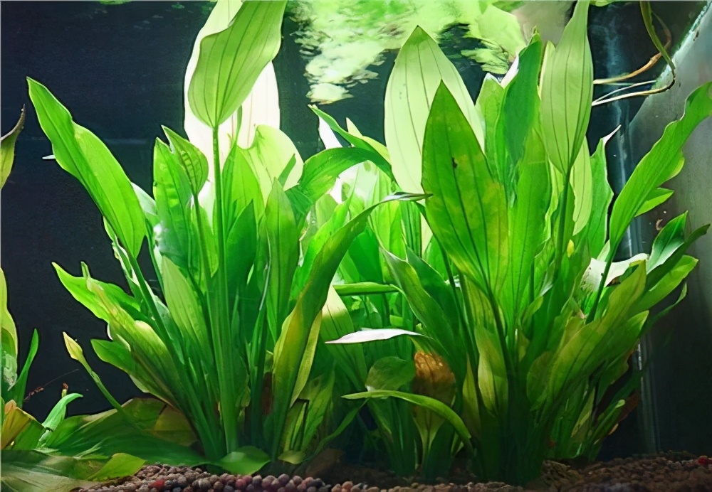 鱼缸养水草的主要作用是什么,适合鱼缸养的水草有哪些