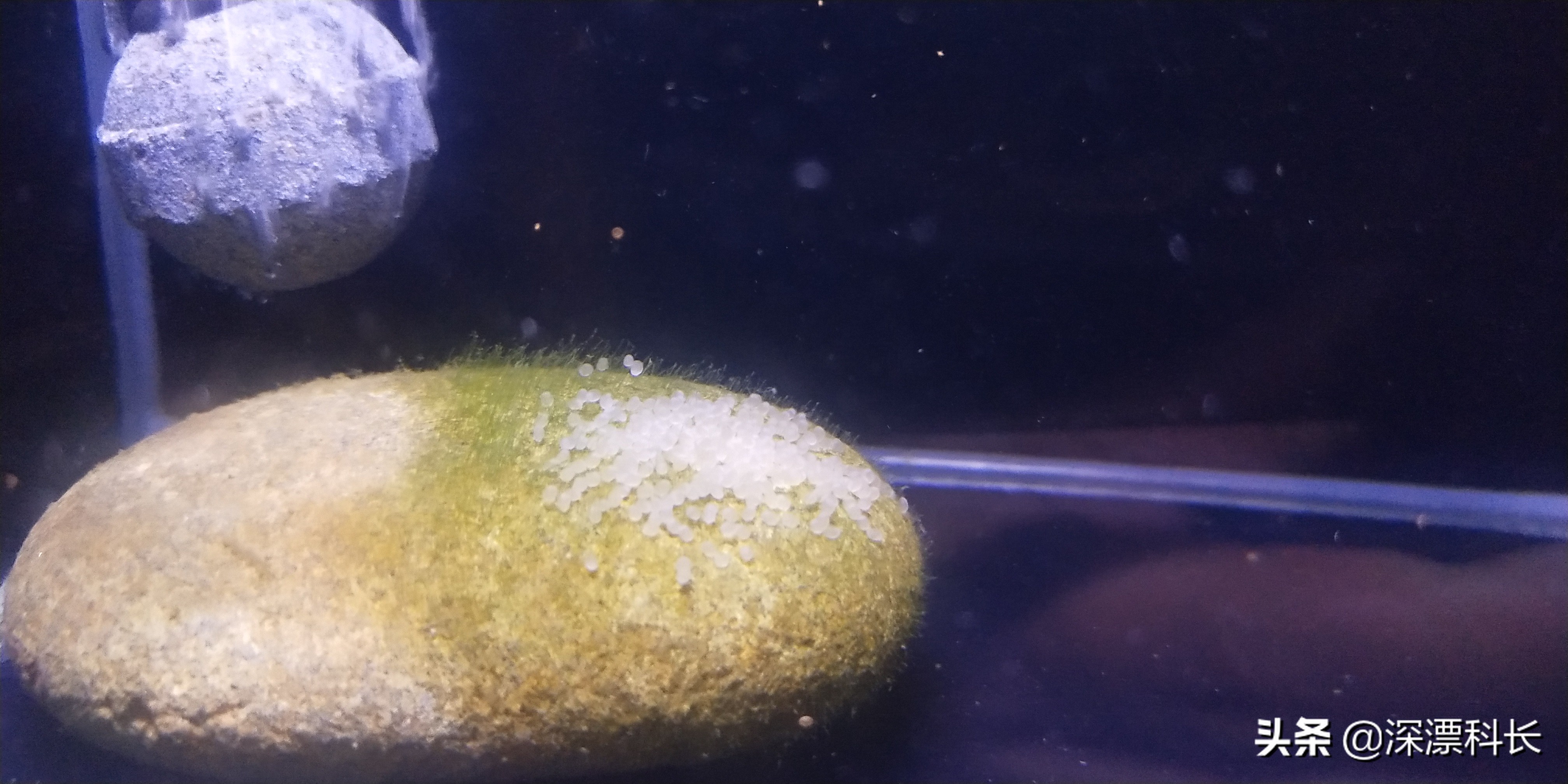 荷兰凤凰球和金波子哪个好养,金波子荷兰凤凰