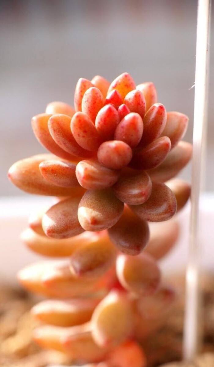 100种常见多肉植物图鉴收藏,1000种多肉植物图鉴及名字