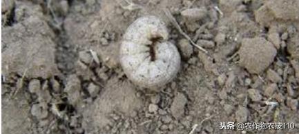 大棚甜瓜种植技术视频教程,大棚种植甜瓜利润怎么样